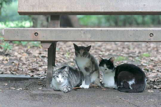 街のねこたち