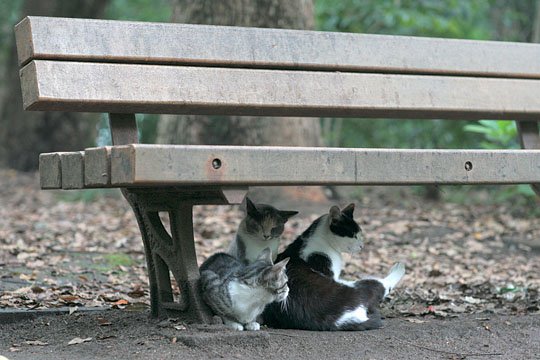 街のねこたち