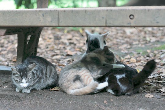 街のねこたち