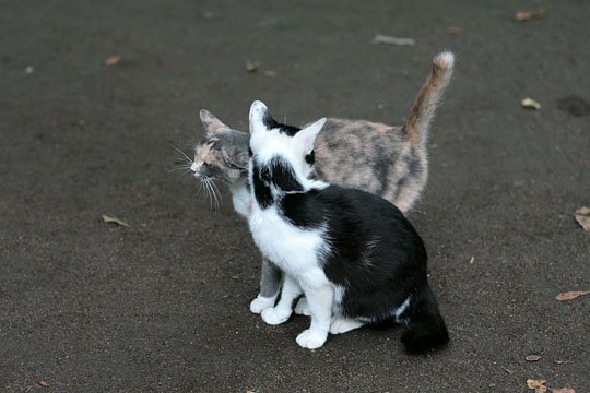 街のねこたち