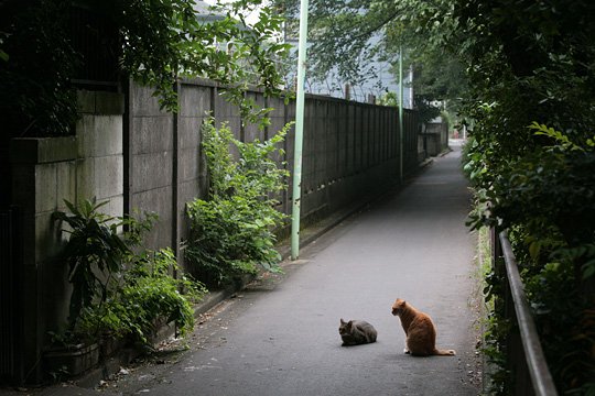 街のねこたち