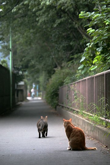 街のねこたち