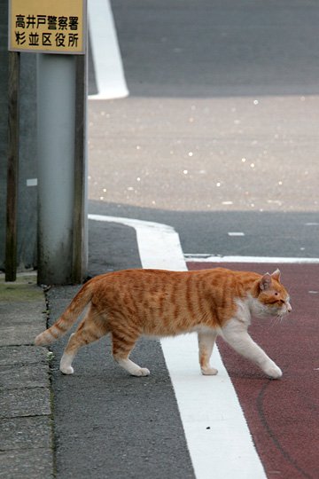 街のねこたち