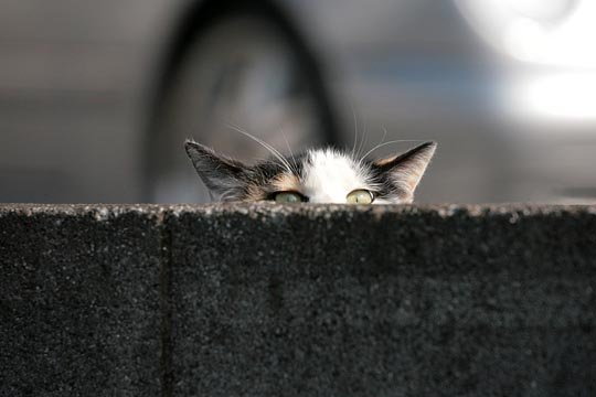 街のねこたち