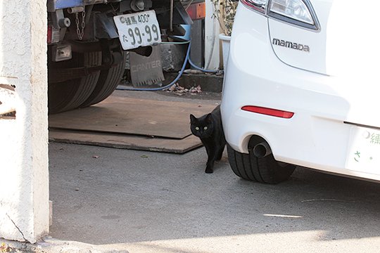 街のねこたち