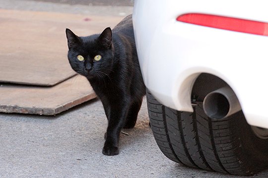 街のねこたち