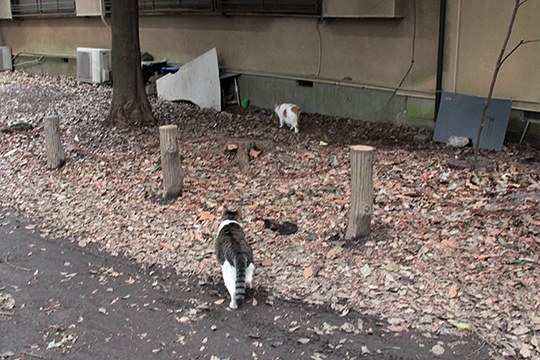 街のねこたち
