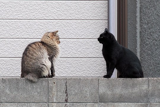 街のねこたち
