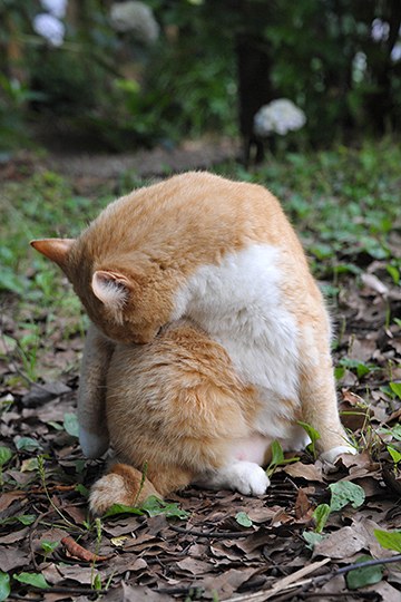 街のねこたち