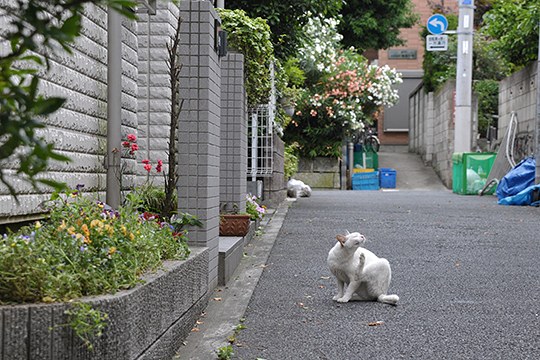 街のねこたち