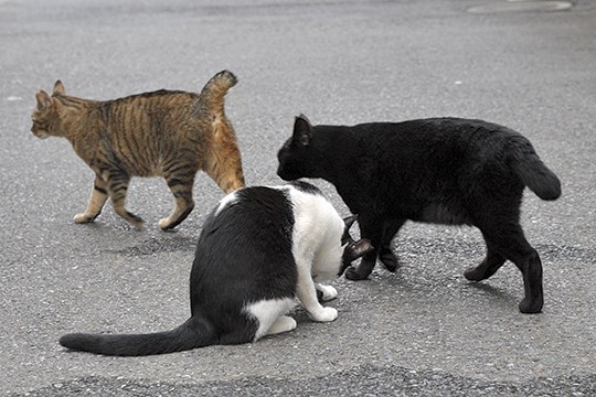 街のねこたち
