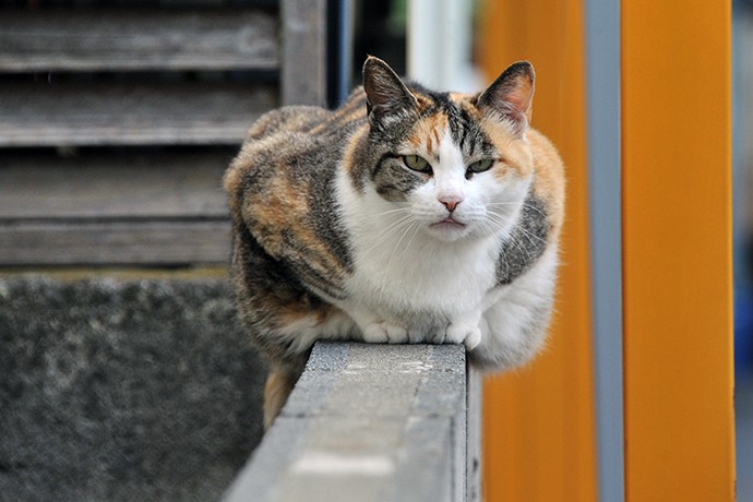 街のねこたち