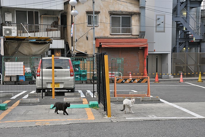街のねこたち
