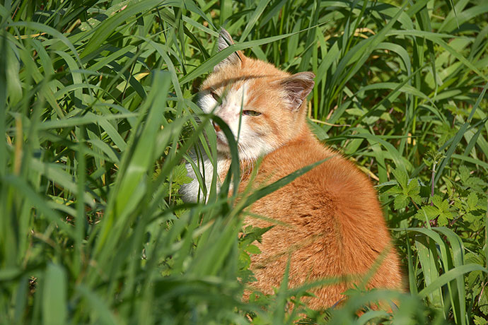 街のねこたち