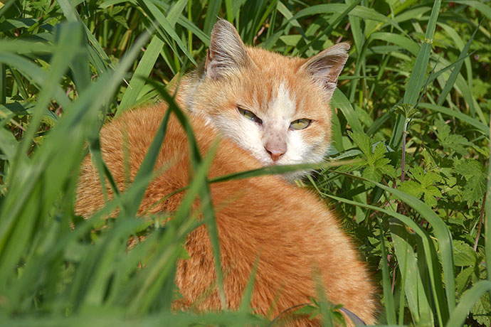 街のねこたち