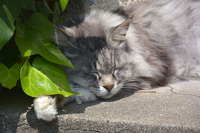 街のねこたち