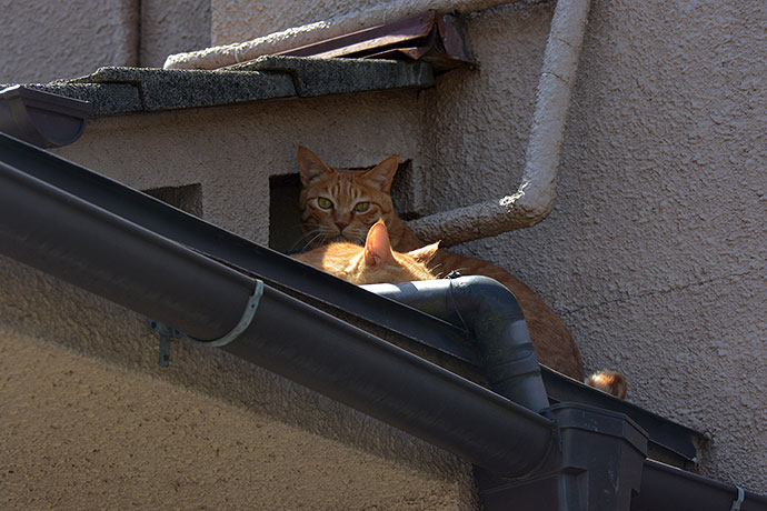 街のねこたち