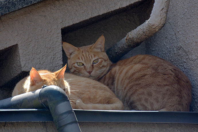 街のねこたち