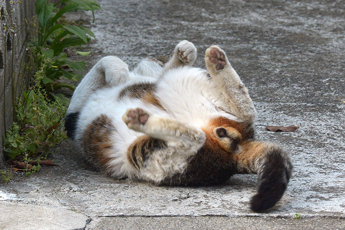 街のねこたち