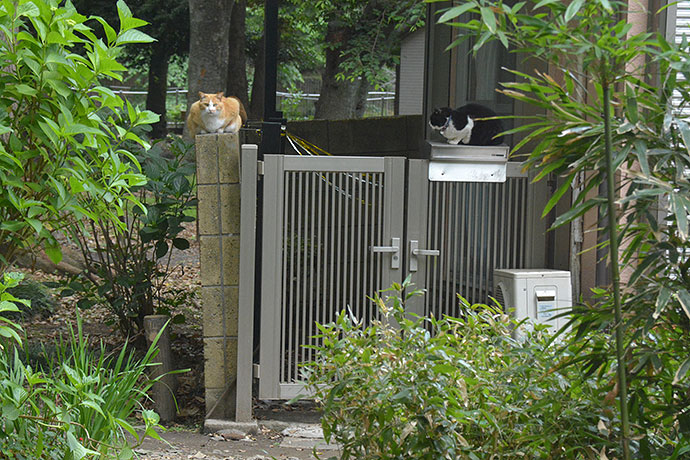 街のねこたち