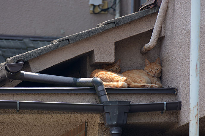 街のねこたち