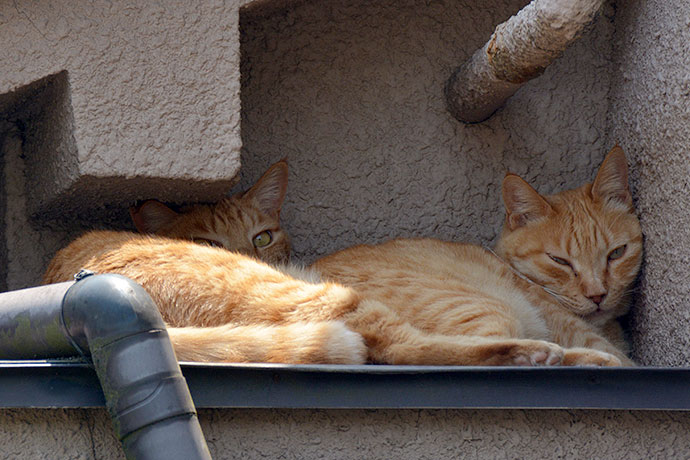 街のねこたち