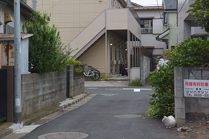 街のねこたち