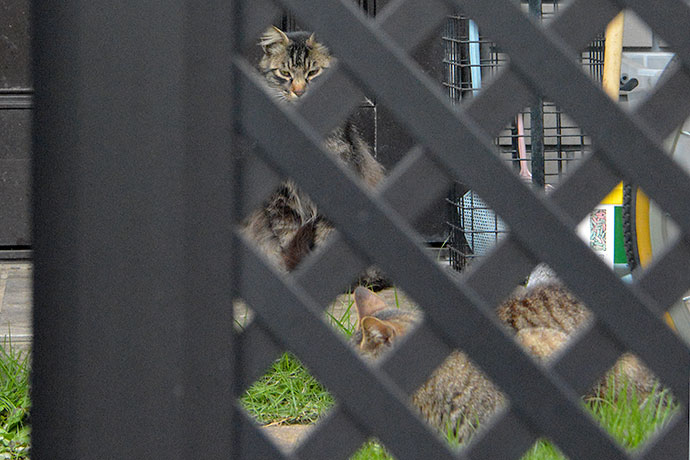 街のねこたち
