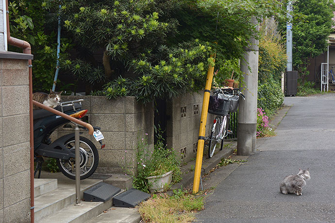 街のねこたち