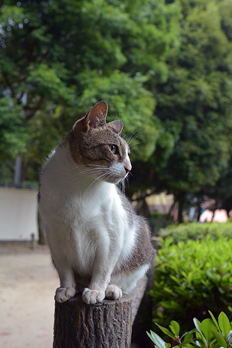 街のねこたち