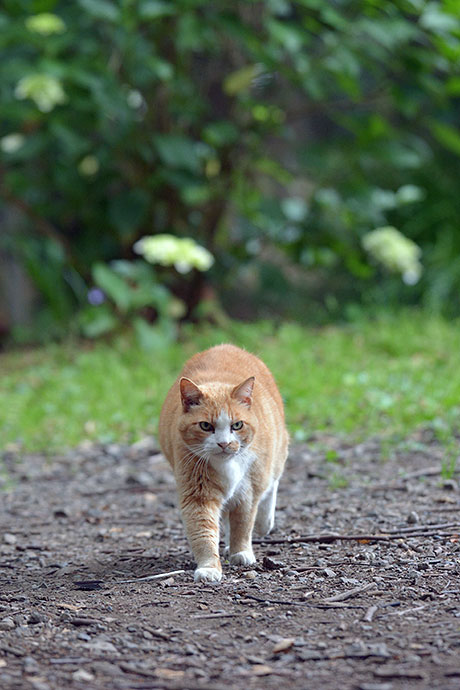 街のねこたち