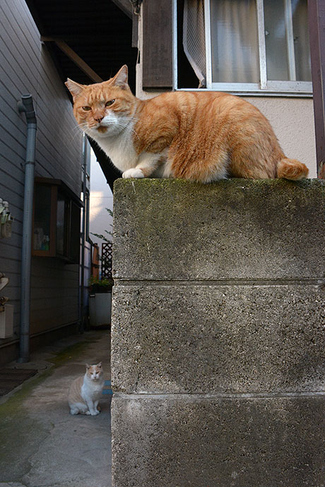 街のねこたち