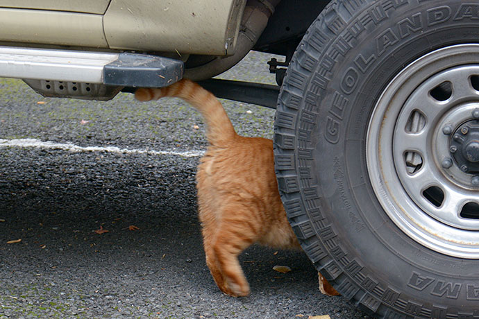 街のねこたち