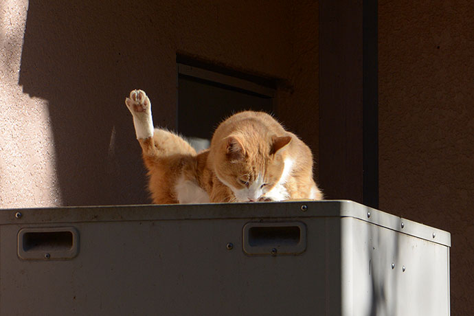 街のねこたち