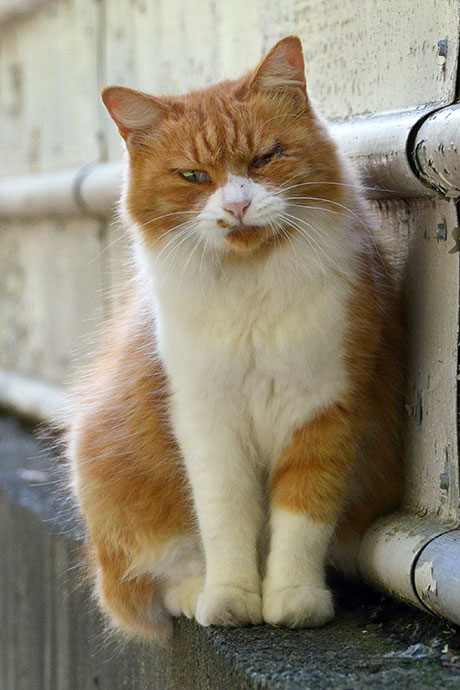 街のねこたち