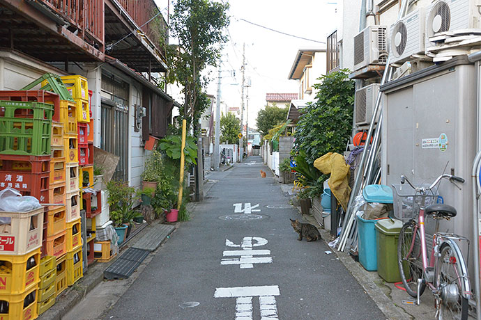 街のねこたち