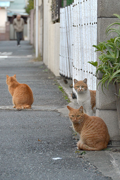 街のねこたち