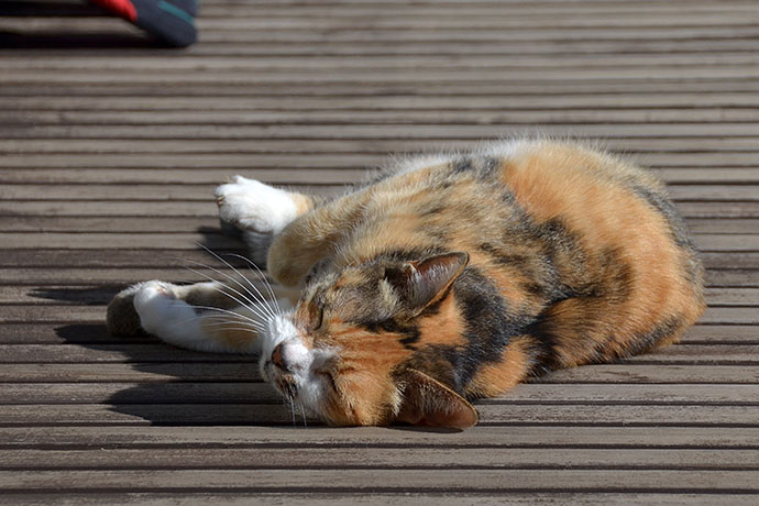街のねこたち