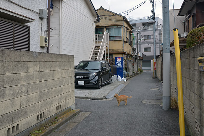 街のねこたち