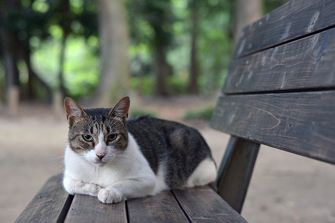 街のねこたち