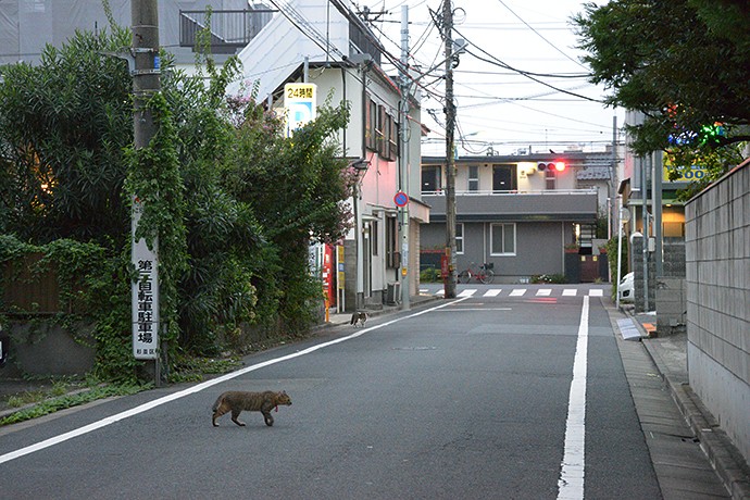 街のねこたち