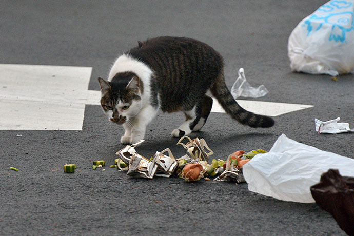 街のねこたち