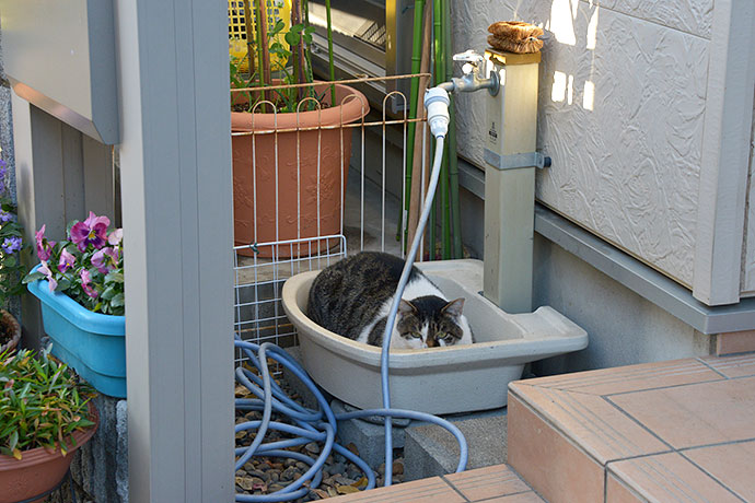 街のねこたち