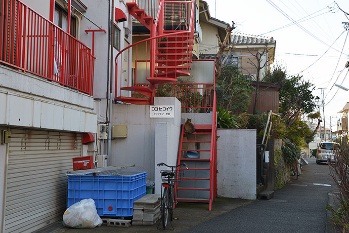 街のねこたち