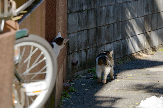 街のねこたち