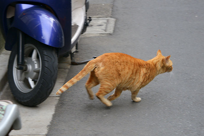 街のねこたち