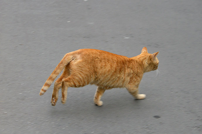 街のねこたち