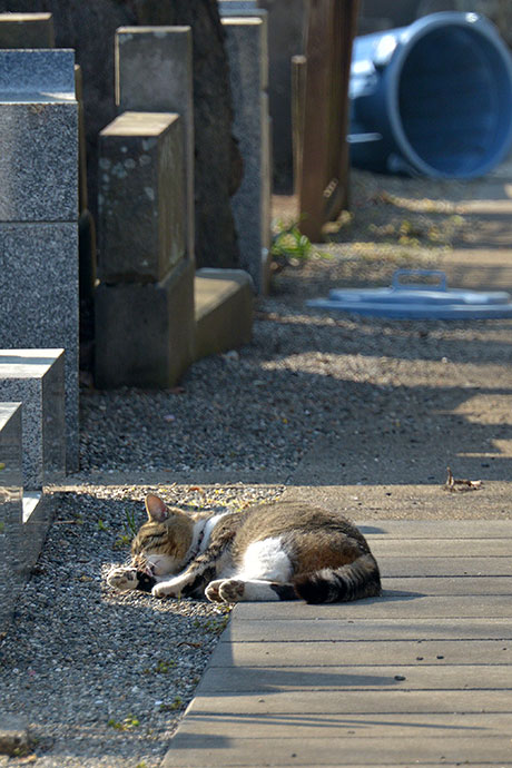 街のねこたち
