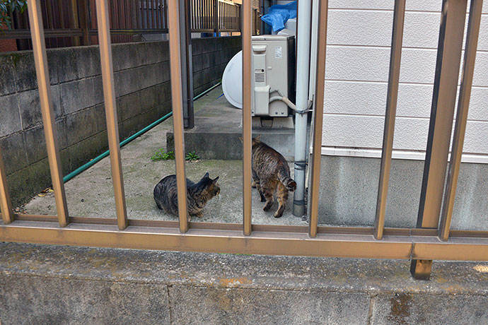 街のねこたち