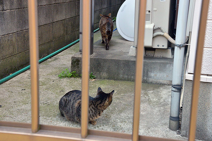 街のねこたち